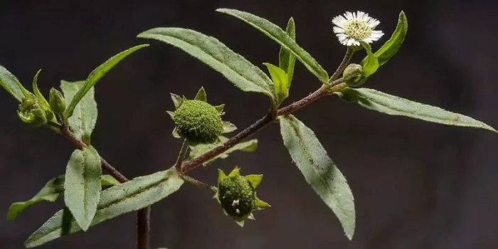 manfaat daun urang aring: antioksidan, anti-inflamasi, dan pencernaan sehat