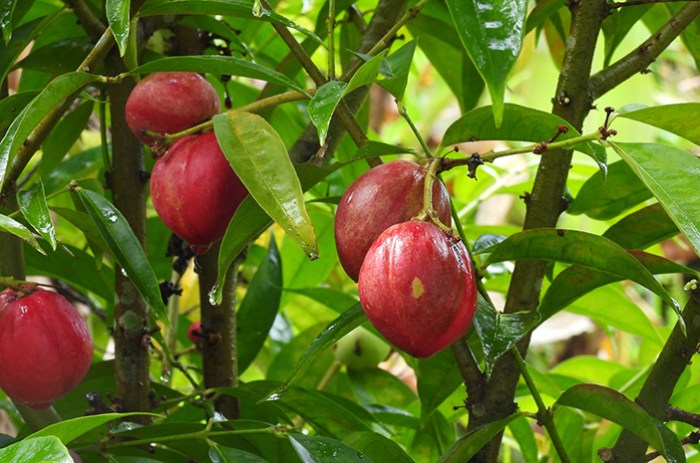 manfaat luar biasa daun lenglengan untuk kesehatan, kecantikan, dan kuliner