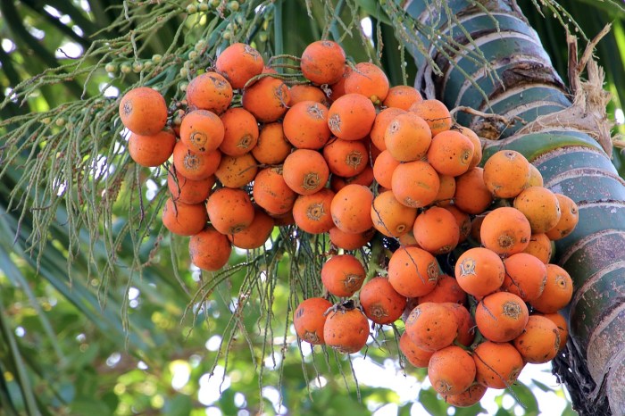 manfaat daun pinang: khasiat tradisional dan kesehatan modern