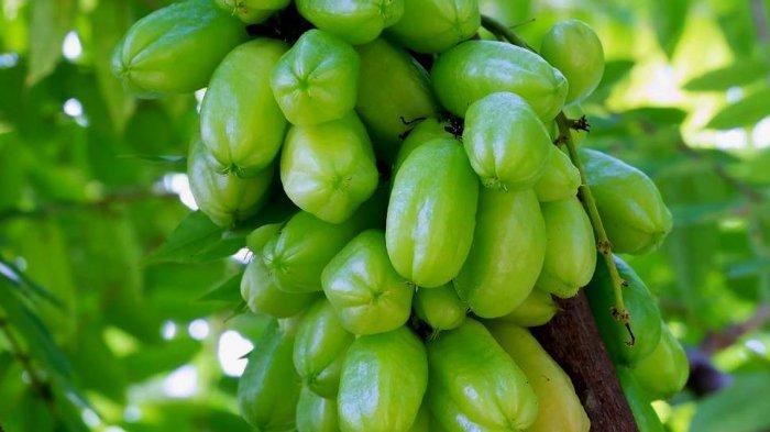 manfaat daun belimbing buah: khasiat kesehatan dan kecantikan