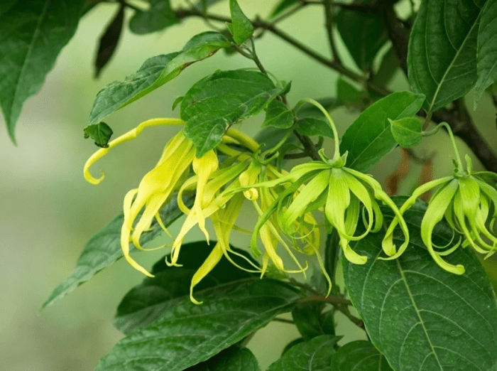 manfaat daun kenanga: dari kesehatan hingga aromaterapi