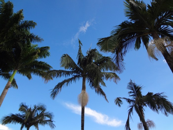 Pohon Palma: Penghuni Tropis yang Unik dan Bermanfaat