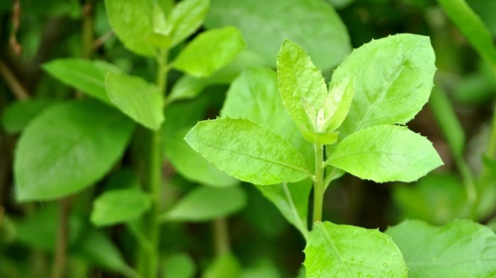 manfaat daun beluntas: nutrisi dan khasiat untuk ibu menyusui