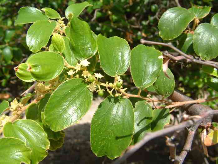 manfaat minum daun bidara: kesehatan, kecantikan, dan spiritualitas