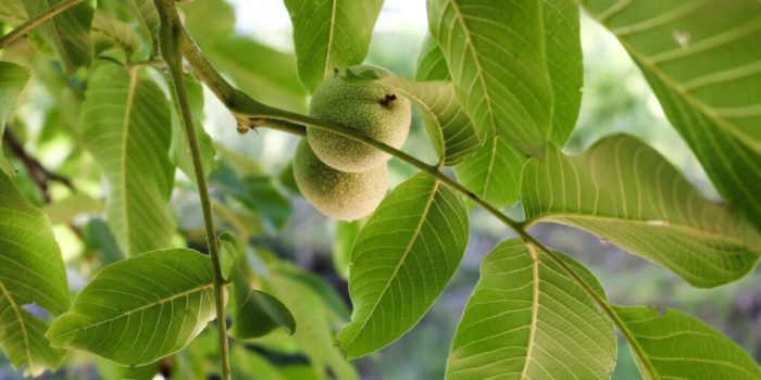 manfaat daun jambu untuk wajah: rahasia kecantikan alami