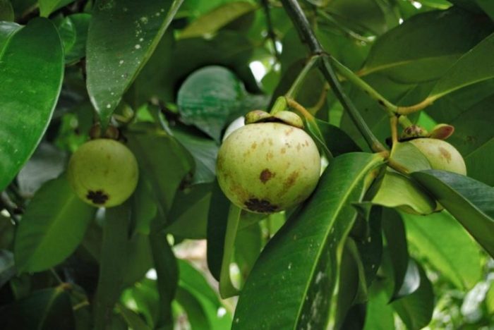 manfaat daun manggis: ramuan tradisional dengan khasiat kesehatan