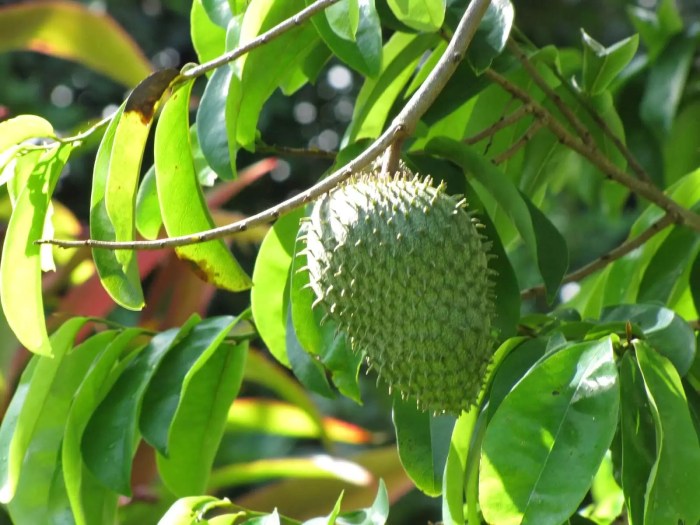 manfaat daun sirsak: rahasia alami untuk kesehatan optimal