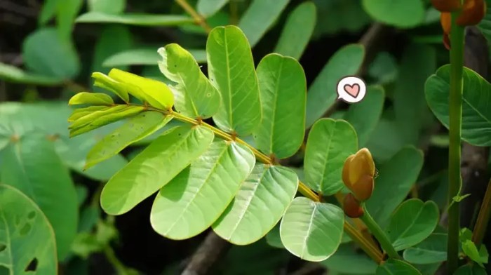 manfaat daun ketepeng cina: khasiat medis dan penggunaan tradisional