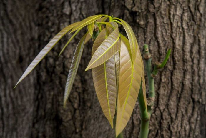 manfaat daun pacing: ramuan tradisional dengan khasiat medis