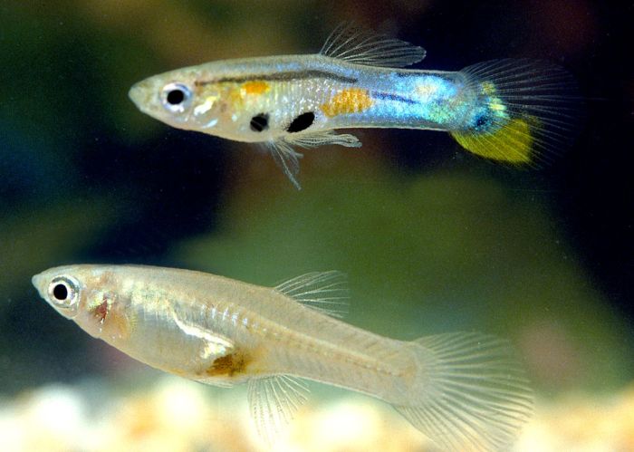 ikan hias guppy di korea: variasi nama dan popularitasnya