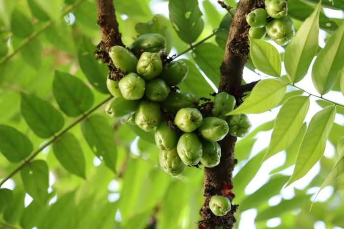 manfaat daun belimbing buah: khasiat kesehatan dan kecantikan