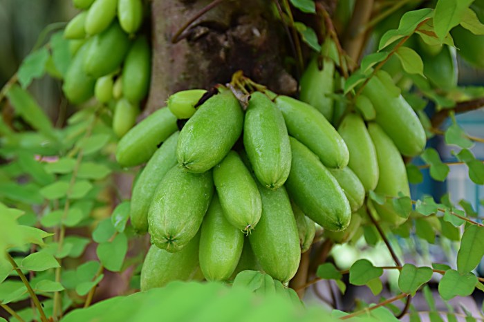 manfaat daun belimbing wuluh untuk kesehatan: sumber antioksidan dan nutrisi