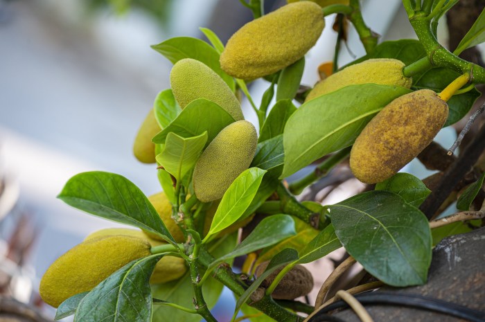 manfaat daun nangka kuning untuk kesehatan dan kecantikan