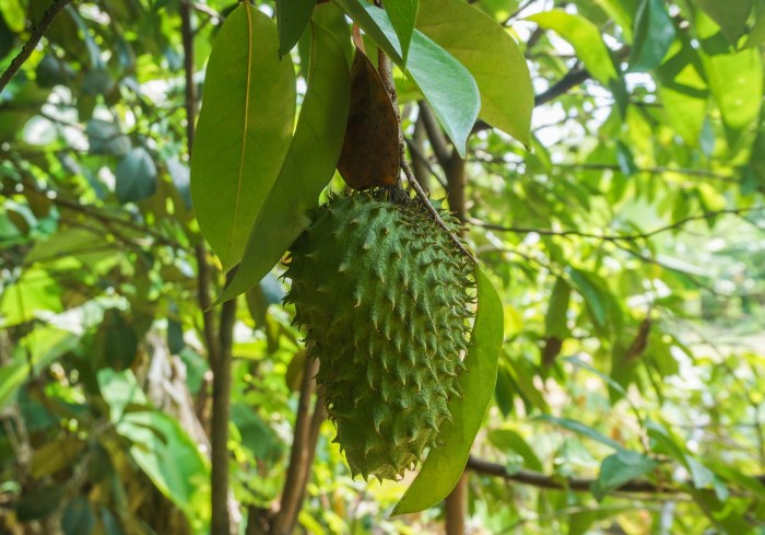 manfaat daun sirsak: senjata ampuh melawan asam urat