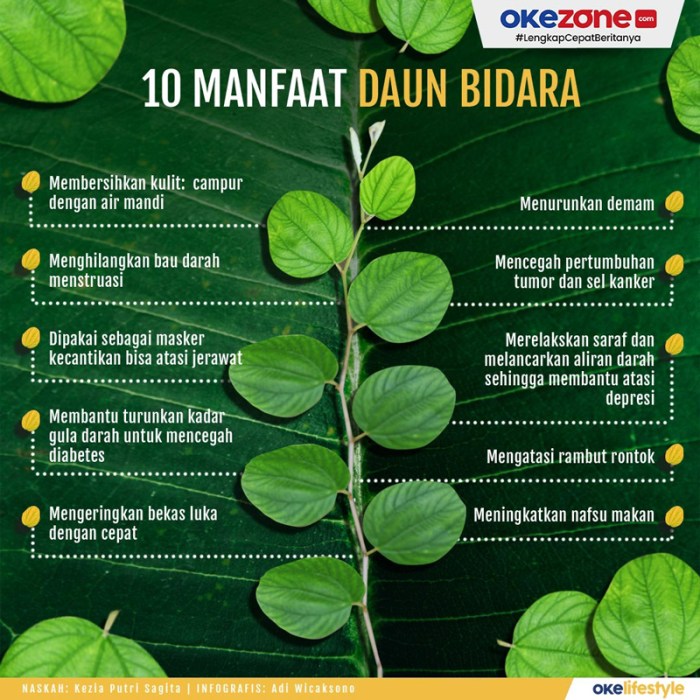 manfaat luar biasa daun bidara arab dan cara penggunaannya