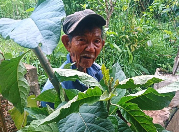 manfaat daun afrika untuk asam urat: redakan peradangan, atasi nyeri