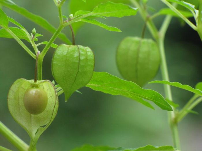 manfaat daun ciplukan kering: khasiat tradisional dan ilmiah