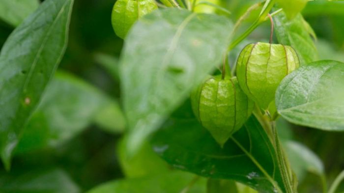 manfaat daun ciplukan: penjaga ginjal sehat