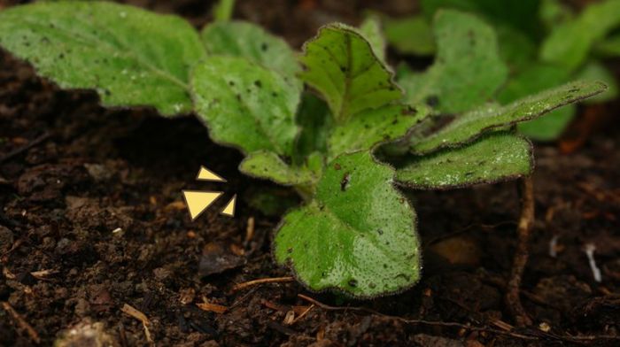 manfaat daun mutiara: kesehatan, kecantikan, dan budidaya