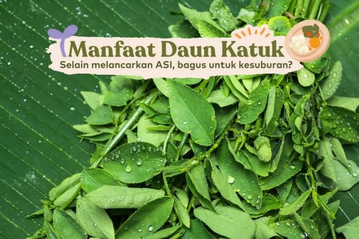 manfaat daun katuk: pendukung asi dan kesehatan ibu menyusui