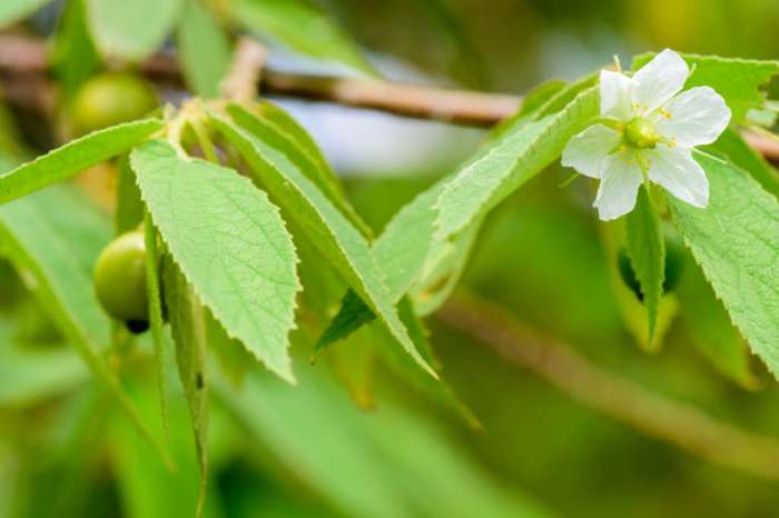 manfaat daun kersen untuk redakan asam lambung