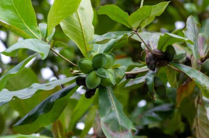 manfaat luar biasa daun ketapang untuk kesehatan kulit