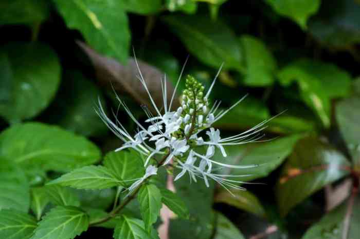 manfaat dan efek samping daun kumis kucing