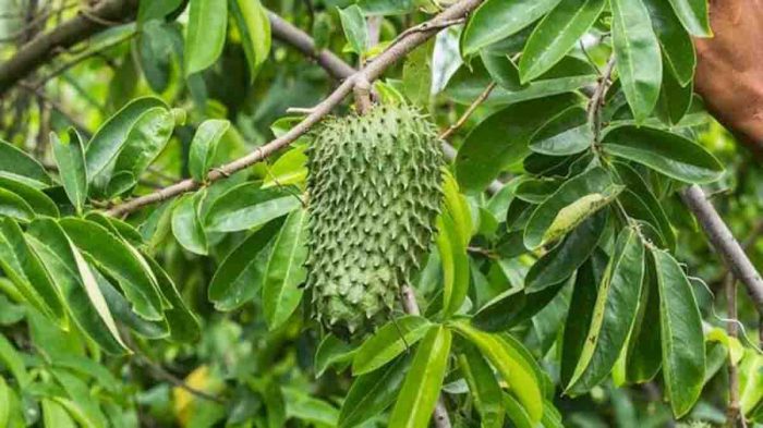 manfaat daun sirsak untuk menurunkan tekanan darah tinggi