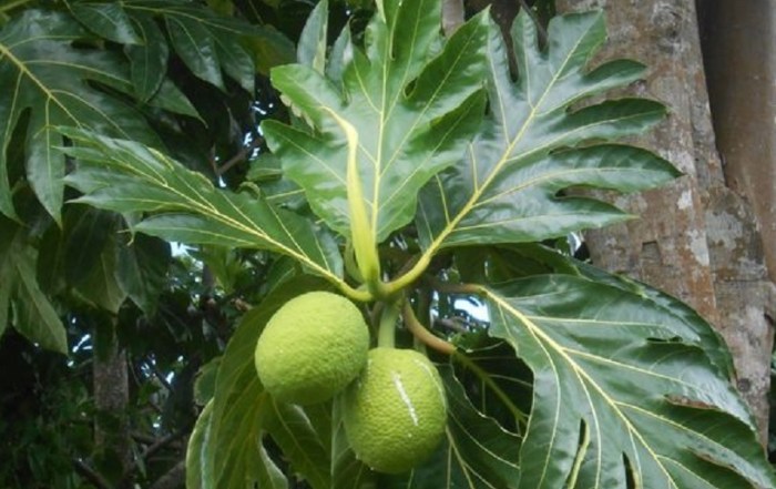 manfaat luar biasa daun sukun kering untuk kesehatan ginjal