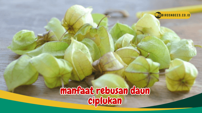 manfaat daun ciplukan: ramuan ajaib untuk kesehatan