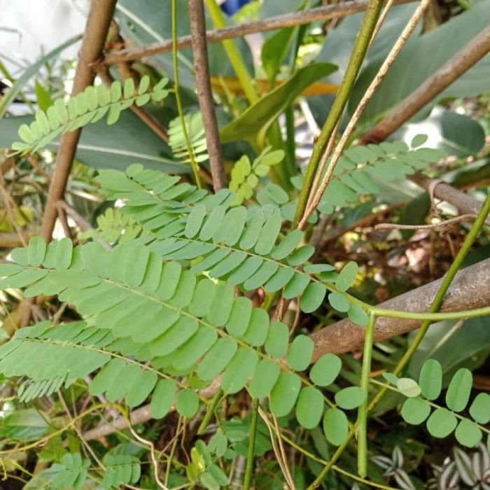 manfaat daun jarak merah: khasiat kesehatan dari alam