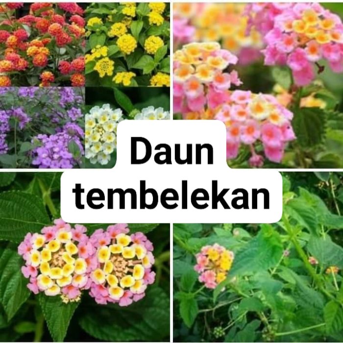 manfaat luar biasa daun tembelekan untuk kesehatan