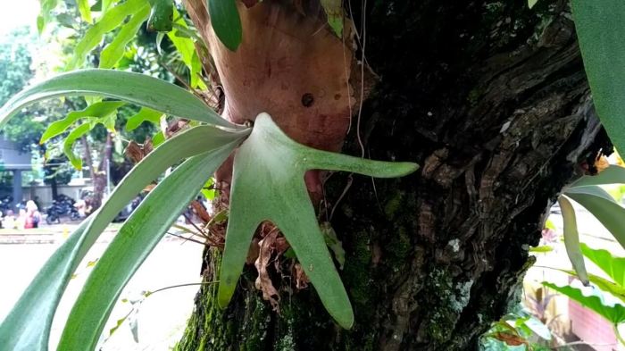 manfaat luar biasa daun tanduk rusa untuk kesehatan