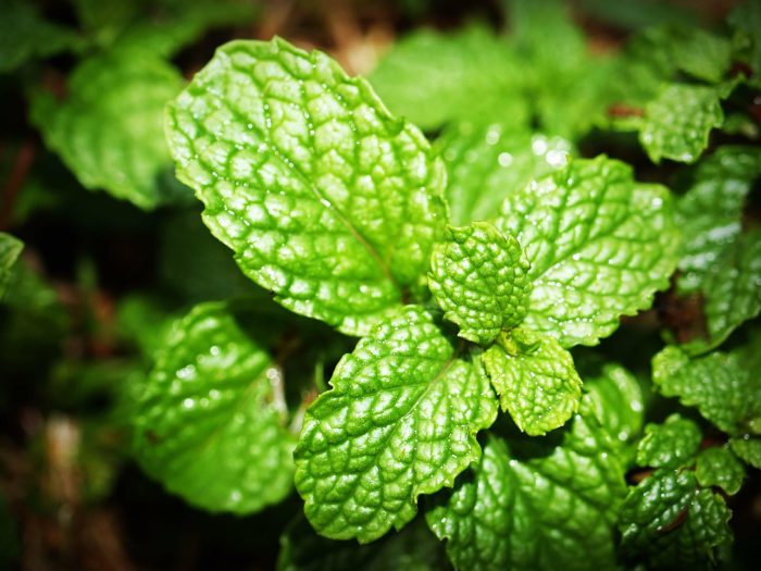 manfaat daun mint untuk rambut: solusi alami untuk rambut sehat