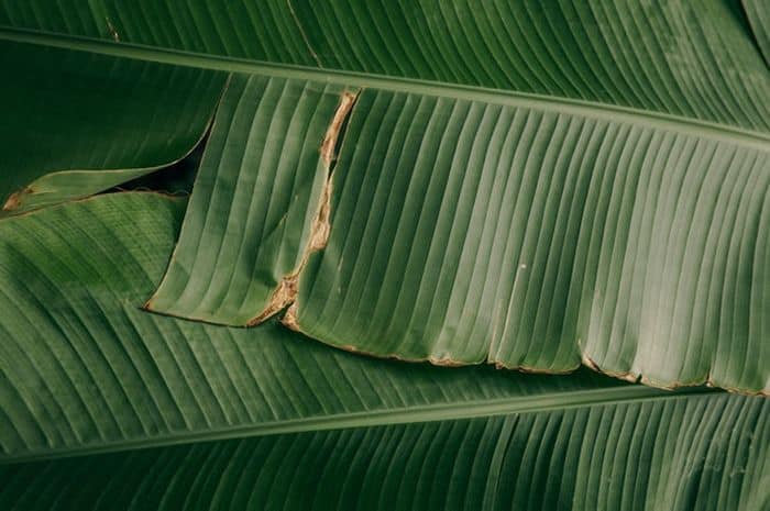 manfaat ajaib air rebusan daun pisang untuk kesehatan dan kuliner