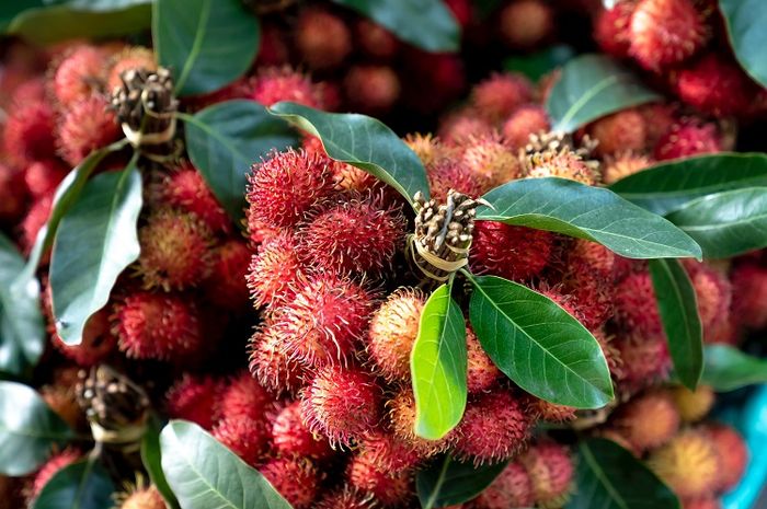 manfaat luar biasa rebusan daun rambutan untuk kesehatan