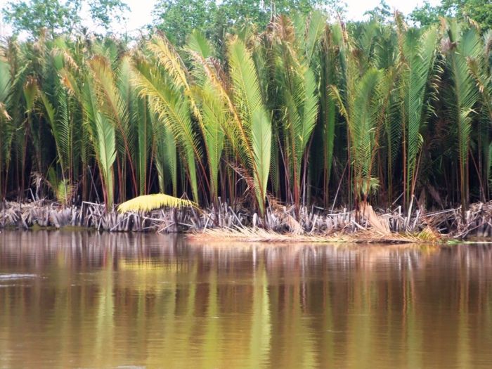 manfaat daun sagu: harta karun dari hutan