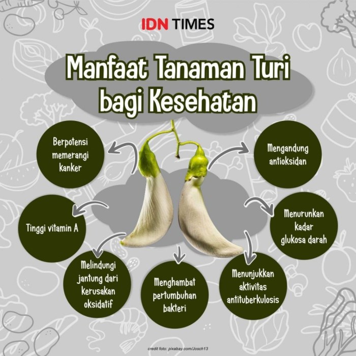 manfaat daun turi: khasiat untuk kesehatan, kecantikan, dan lainnya