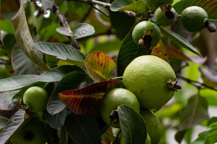 manfaat daun jambu untuk rambut: pertumbuhan, pencegahan kerontokan, dan lainnya