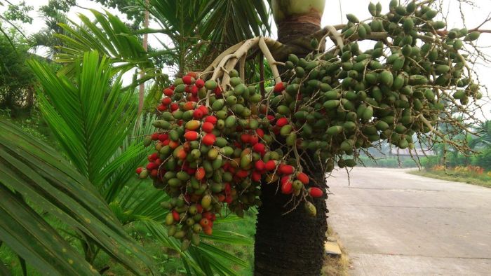 manfaat daun pinang: khasiat tradisional dan kesehatan modern