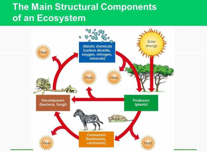 themainstructuralcomponentsofanecosystem 1