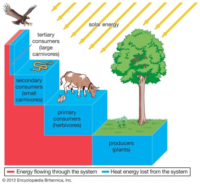 energy transfer ecosystem level proportion