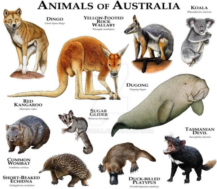 fauna australia