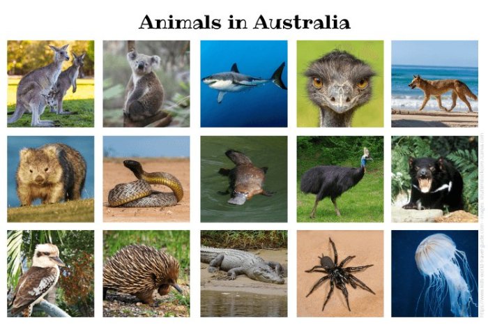 xanimalsinaustralia 2.png.pagespeed.ic .eacuzrzwf1